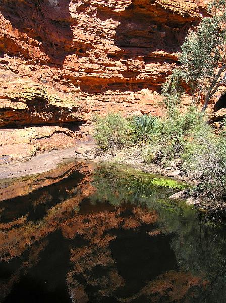 Kings Canyon Garden of Eden.jpg - Ungefähr nach der Hälfte des Pfads steigt man in ein Wasserloch hinunter, welches auch als Garten Eden bezeichnet wird, da es immer feucht ist und daher eine rege Fauna und Flora besitzt. Im  Canyon haben sich einige in Australien seltene subtropische Pflanzen, wie zum Beispiel die Palmfarne, in Schutzräumen erhalten, die geschützt sind.